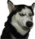 :chasom:
